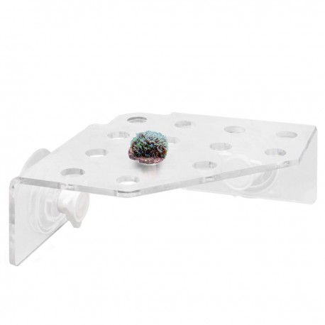 Estante para corales