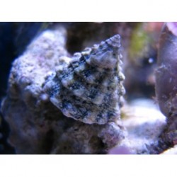 Cittarium pica super turbo mexicano