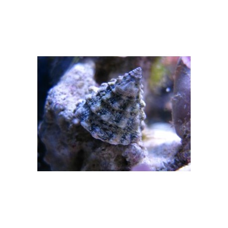 Cittarium pica super turbo mexicano