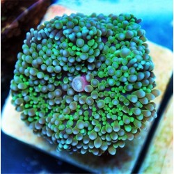 Ricordea florida verde