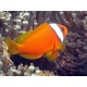 Amphipriom frenatus