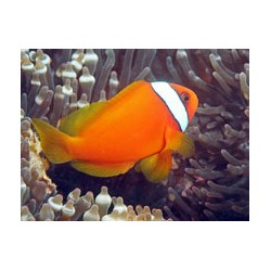Amphipriom frenatus