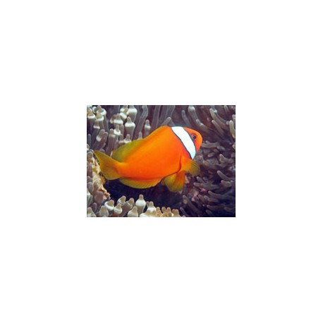 Amphipriom frenatus