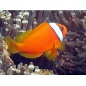 Amphipriom frenatus