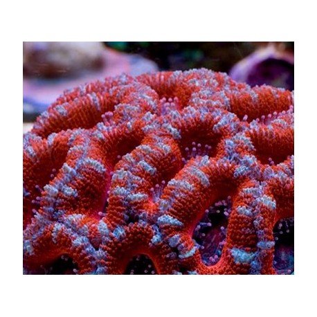 Esqueje acanthastrea lordwensis