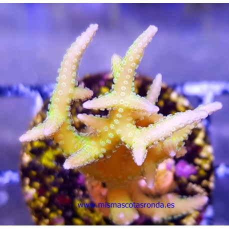 Esqueje seriatopora green yellow