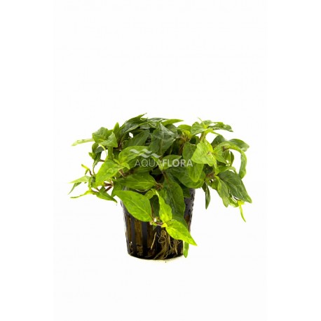 STAUROGYNE SPECIES PORTO VELHO AF