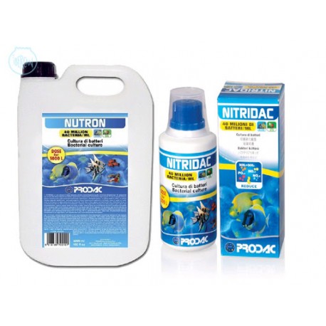 Bacteria Nitridac