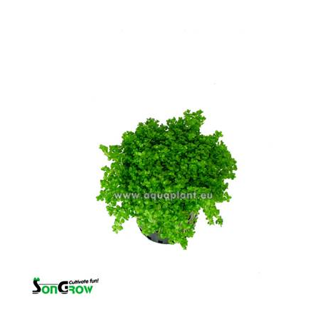 Hemiantthus Callitrichoides