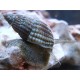 Nassarius Reticulata