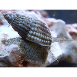 Nassarius Reticulata