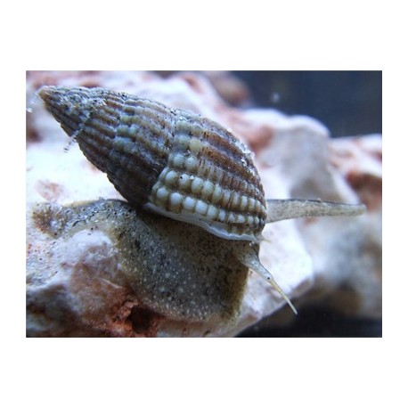 Nassarius Reticulata