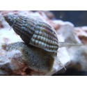 Nassarius Reticulata