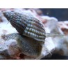 Nassarius Reticulata