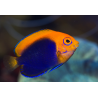 Centropyge Acanthops