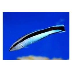 Labroides Dimidiatus