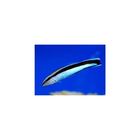 Labroides Dimidiatus