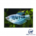 Gourami Cosby