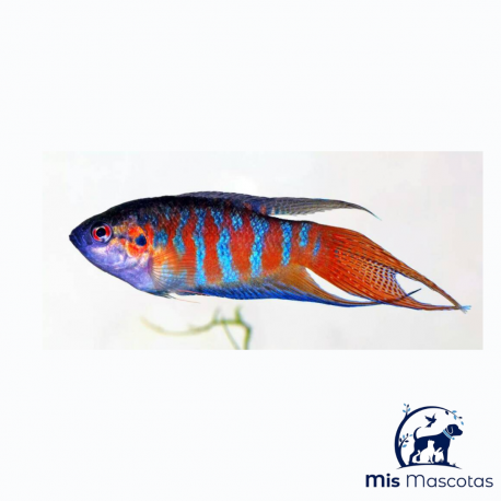 Pez Paraíso Rojo y Azul
