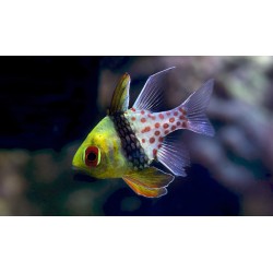 Sphaeramia Nematoptera