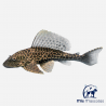 Plecostomus - mismascotasronda