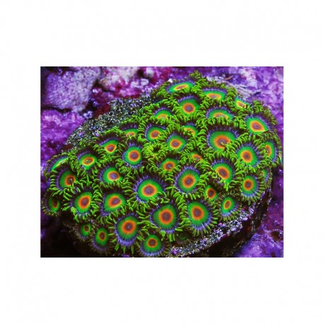 Zoanthus Rasta ( x polipos)