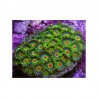 Zoanthus Rasta ( x polipos)