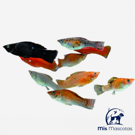 Molly Surtida - mismascotasronda