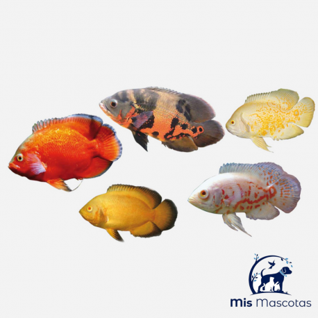 Oscar Surtido - mismascotasronda