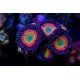 Zoanthus Rainbow ( x polipos)