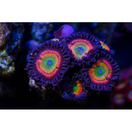Zoanthus Rainbow ( x polipos)