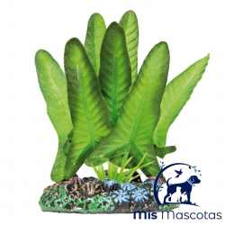 Syngonium de AQUATIC PLANTS (SEDA)