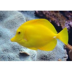 Zebrozoma Flavescens