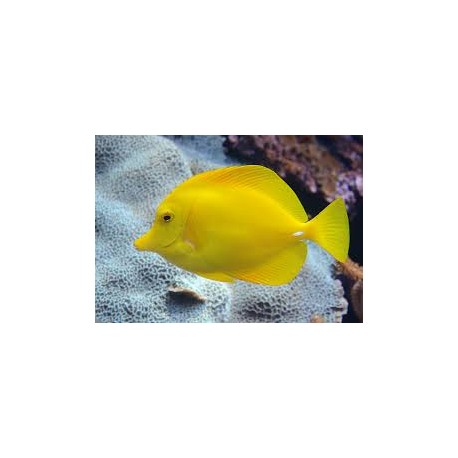 Zebrozoma Flavescens