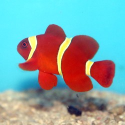 Premnas Biaculeatus Amarllo