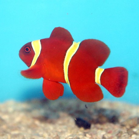 Premnas Biaculeatus Amarllo