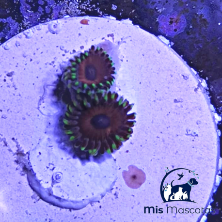 Zoanthus Premium (por pieza) www.mismascotasronda.es