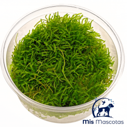 Musgo java epaqvitro www.mismascotasronda.es 