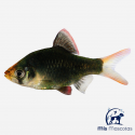 Barbo Tetrazona Verde 2,5 - 3 cm