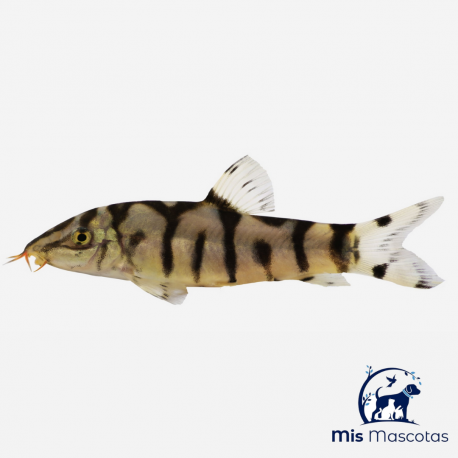 Botia Loachata - mismascotas