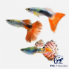 Guppy Macho Surtido 3,5 - 4 cm www.mismascotasronda.es