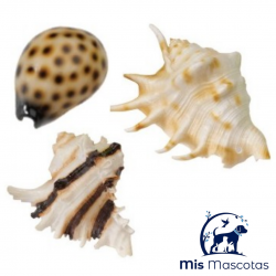 Decoración Concha Resina Sea Shell 8.5-10 cm