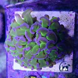 Euphyllia Ancora Naranja www.mismascotasronda.es 