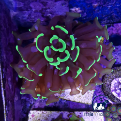 Euphyllia Ancona Inverse www.mismascotasronda.es 