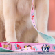 Correa para perro Princess www.mismascotasronda.es