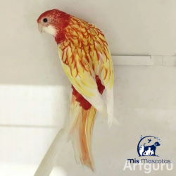 Rosella Multicor Mut. Ribina Platycercus eximius