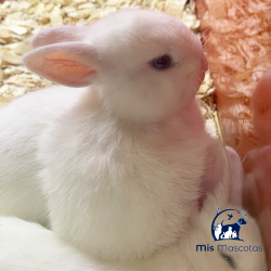 Conejo Enano www.mismascotasronda.es