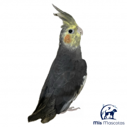 Ninfa Nymphicus Hollandicus