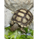 Tortuga de Tierra Sulcata