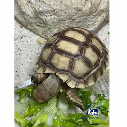 Tortuga de Tierra Sulcata